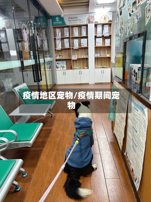 疫情地区宠物/疫情期间宠物-第2张图片